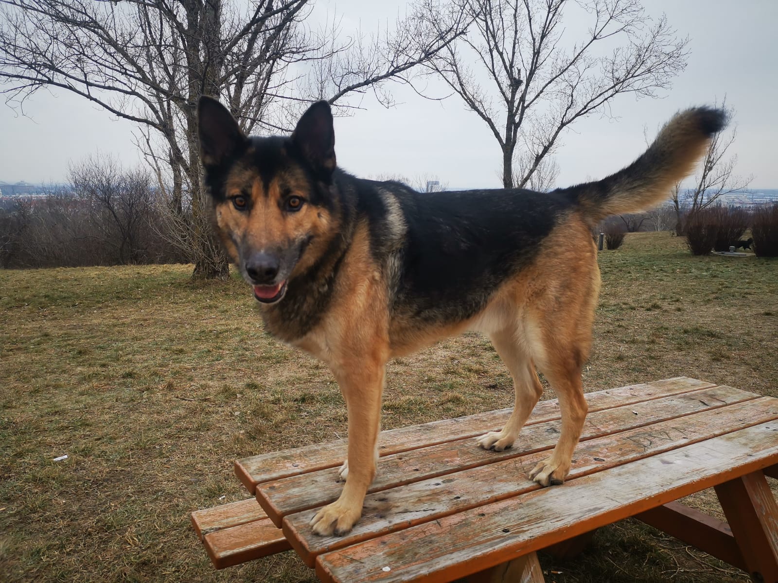 Hund entspannt im Innenbereich